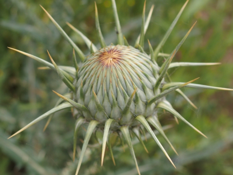 cardo a fiori bianchi: Silybum marianum